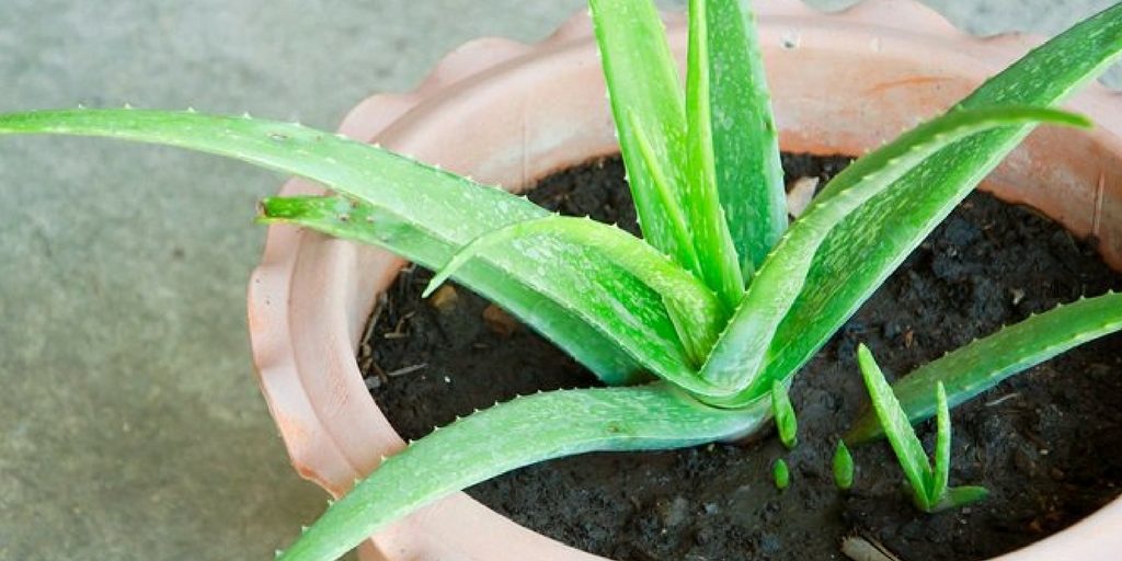 Plantas que te ayudarán a climatizar tu hogar